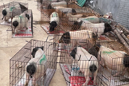 可用于实验猪养殖疾病监测的物联网设备