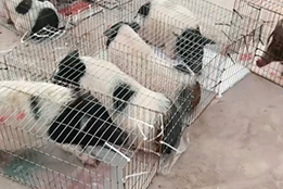 如何推动国际组织制定合成生物学在实验猪应用的标准？