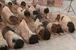 合成生物学实验猪应用对未来医学发展的深远影响