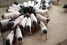 合成生物学赋能实验猪生长性能的突破之路