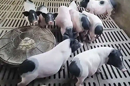 区块链重塑实验猪养殖：构建不可篡改的生命轨迹图谱