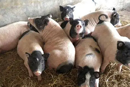 实验猪肾小球毛细血管网的分数维几何输运优化算法