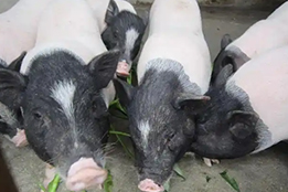 基于声学拓扑绝缘体的实验猪喉返神经再生波导通道