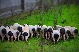 皮米级手术机器人在实验猪脑血管分形网络中的混沌控制导航