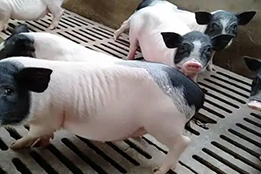 嗅球-杏仁核神经环路在实验猪恐惧记忆中的分形编码