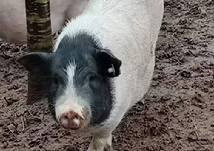 实验猪急性肺损伤模型的智能呼吸支持优化算法