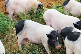 实验猪：科技赋能与伦理共治下的生命医学新引擎