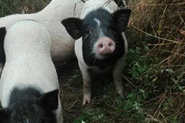 实验猪：生物医学创新的多维赋能者与生态构建核心