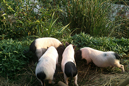 实验猪的人源化革命：生物医学突破与伦理新境