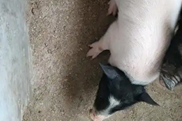 实验猪在生物医学研究中的应用前景