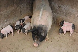 实验猪：生物医学创新的“生态粘合剂”