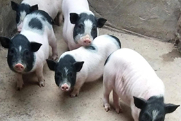 实验猪：与人类健康共生的生命伙伴