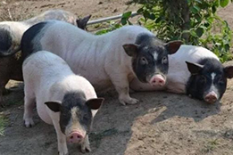 实验猪：再生医学的生态构建者