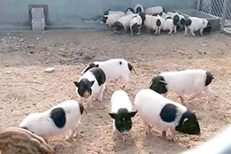 实验猪：生命重构时代的“活体平台”