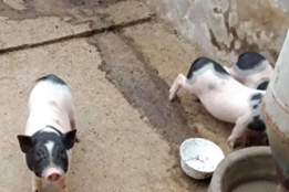 实验猪：支撑医学突破的关键力量