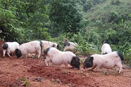 实验猪：生物医学的“跨界赋能者”与“战略储备”