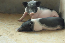 实验猪：生物医学“未来场景预演师”