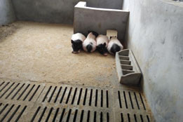 实验猪：生物医学“跨物种协同创新”的核心纽带