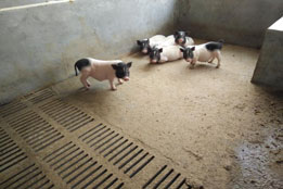 实验猪的全球科研博弈：机遇背后的技术壁垒与未来挑战