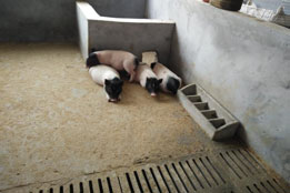 实验猪价值实现的幕后支撑：协同共生的科研配套生态