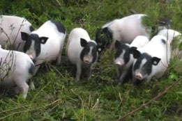 实验猪的地域适配性：本土化培育与区域科研需求的精准对接