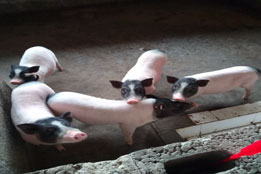 后动物实验时代：实验猪的价值重构与角色转型