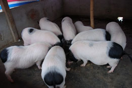 实验猪：畜牧产业升级与生态可持续的双重引擎