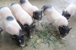 实验猪科研基础设施：体系化支撑下的创新赋能与战略保障