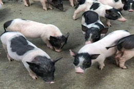 实验猪：个性化医疗与精准康复的活体预演载体