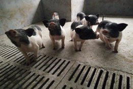 实验猪：兽医临床疑难病症诊疗创新的试验基石