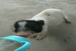 实验猪的比较医学价值与前沿技术融合应用探析