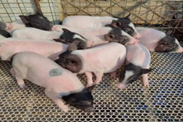 实验猪种源多样性保护与数字医疗融合的创新路径