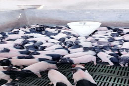 实验猪在运动医学与罕见病研究中的特色价值及基因调控应用