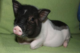 实验猪在兽医教学、环境毒理与样本库建设中的创新价值