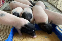 实验猪：标准化培育与科研资源保障的核心基石