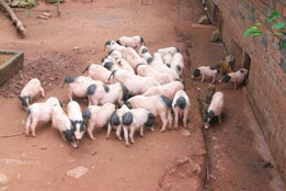 实验猪：环境毒理学与生态风险评估的关键试验载体