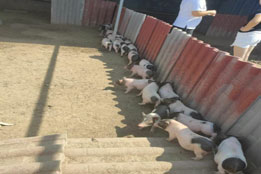 实验猪：环境毒理学研究与生态风险防控的核心支撑