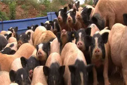 实验猪在小众高端科研领域的全新价值与发展路径