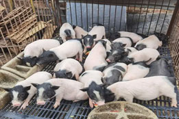 实验猪：基因编辑与基因治疗临床前验证的关键载体