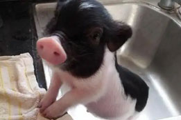 实验猪在神经退行性疾病、环境胁迫与数据溯源中的独特价值