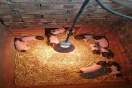 实验猪：兽用疫苗研发与畜禽疫病防控的关键支撑