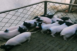 实验猪：药物代谢动力学与药物安全性评价的关键试验载体