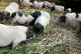 实验猪：烧伤医学与创面修复技术研发的关键试验载体