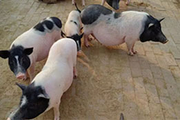 实验猪：食品安全检测与食源性危害评估的关键试验载体