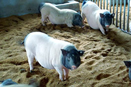 实验猪：儿科医学与儿童疾病模型研发的关键试验载体