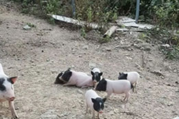 实验猪：深耕科研领域，助力医学革新的特殊载体