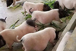 实验猪：睡眠医学与睡眠障碍干预研究的关键试验载体